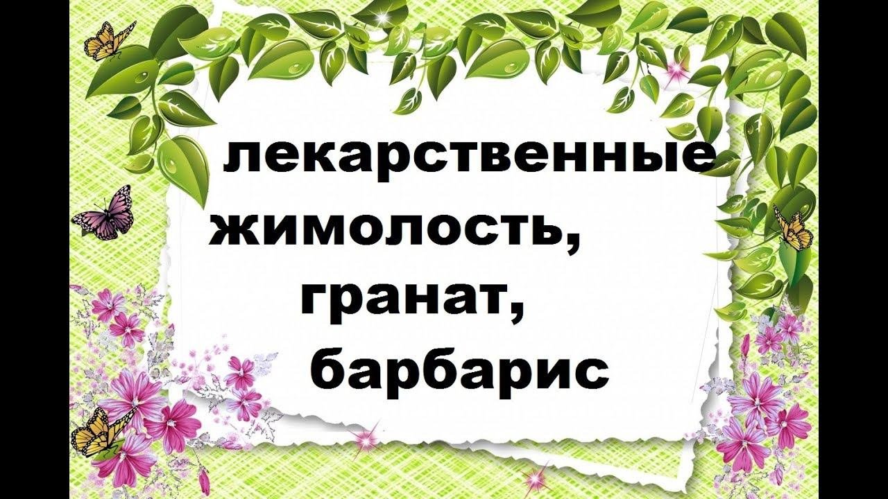 Народные средства от простуды и отравления. Польза граната, барбариса, жимолости