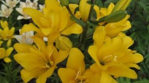 Лилия махровая Сандью.ЛА- гибрид.Большой букет в одном цветке!