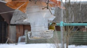 Птицы на кормушке зимой - подкормка птиц зимой