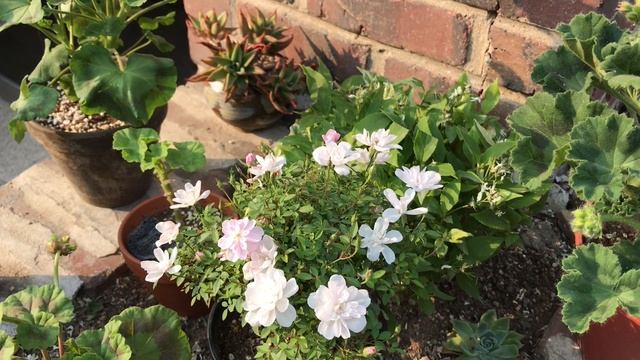 Shoot film : FUJI TIARA ix APS film camera смотреть онлайн