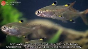 Pristella maxillaris. The STUNNING X-RAY FISH! (Leopard Aquatic C021A)