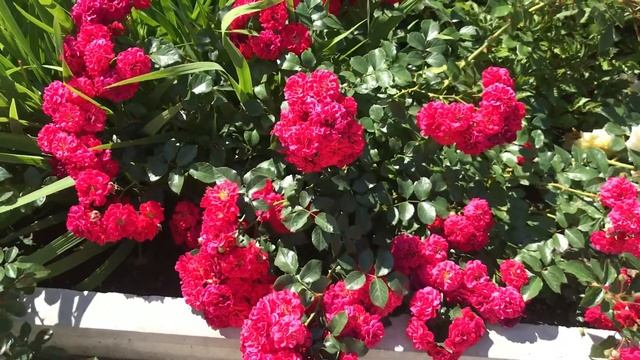 Красивые розы. Удивительная и прекрасная роза Хеллоу смотреть онлайн