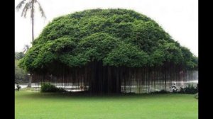 Самые необычные деревья нашей планеты! Топ - 20! 1 часть