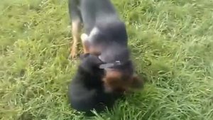 Первый Бой Стафа и Овчарки