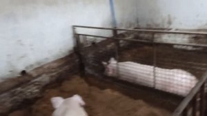 Содержание свиноматок! Подготовка сарая к опоросу!