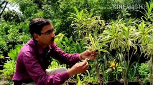 Cuttings / Propagation of  Song of India plant  ( Dracaena reflexa ) in the Easiest method.