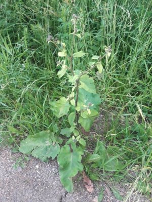 62. Лопух паутинистый - Arctium tomentosum