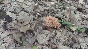 РАМАРИЯ. В народе - ОЛЕНЬИ РОЖКИ. Грибная азбука.