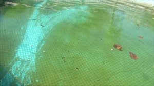 ЧТО СЛУЧИЛОСЬ С БАССЕЙНОМ INTEX ПОСЛЕ ЗАМОРОЗКИ ВОДЫ НА ЗИМУ? БЫСТРАЯ ОЧИСТКА ГРЯЗНОЙ ВОДЫ