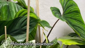 RARE AROID HEAVEN! Plant Shop Tour at Kek Jekkie, Delft | Plant with Roos