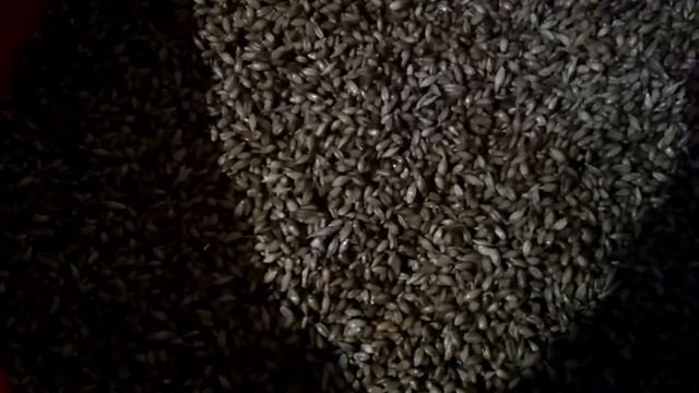 Пророщенное зерно для кур / самый простой способ