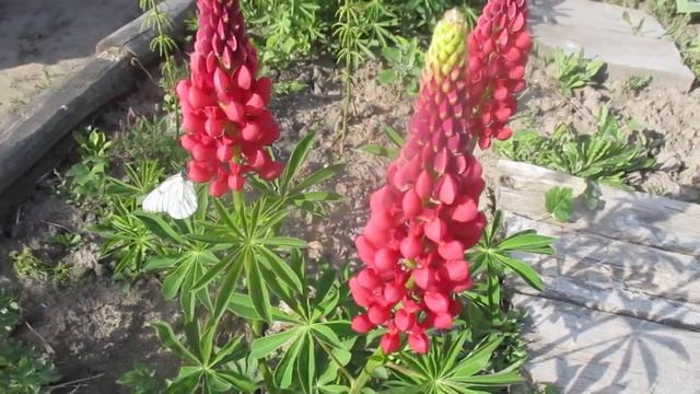 Красный люпин цветёт всё лето. смотреть онлайн