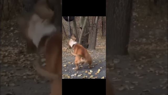 Как на тренировать спину питбуля . ￼ смотреть онлайн