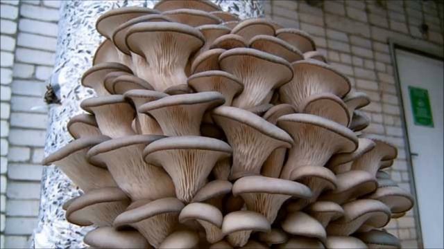 Выращивание грибов вешенка как бизнес