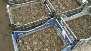 Выгонка тюльпанов к 8 марта. Микроклимат в теплице.