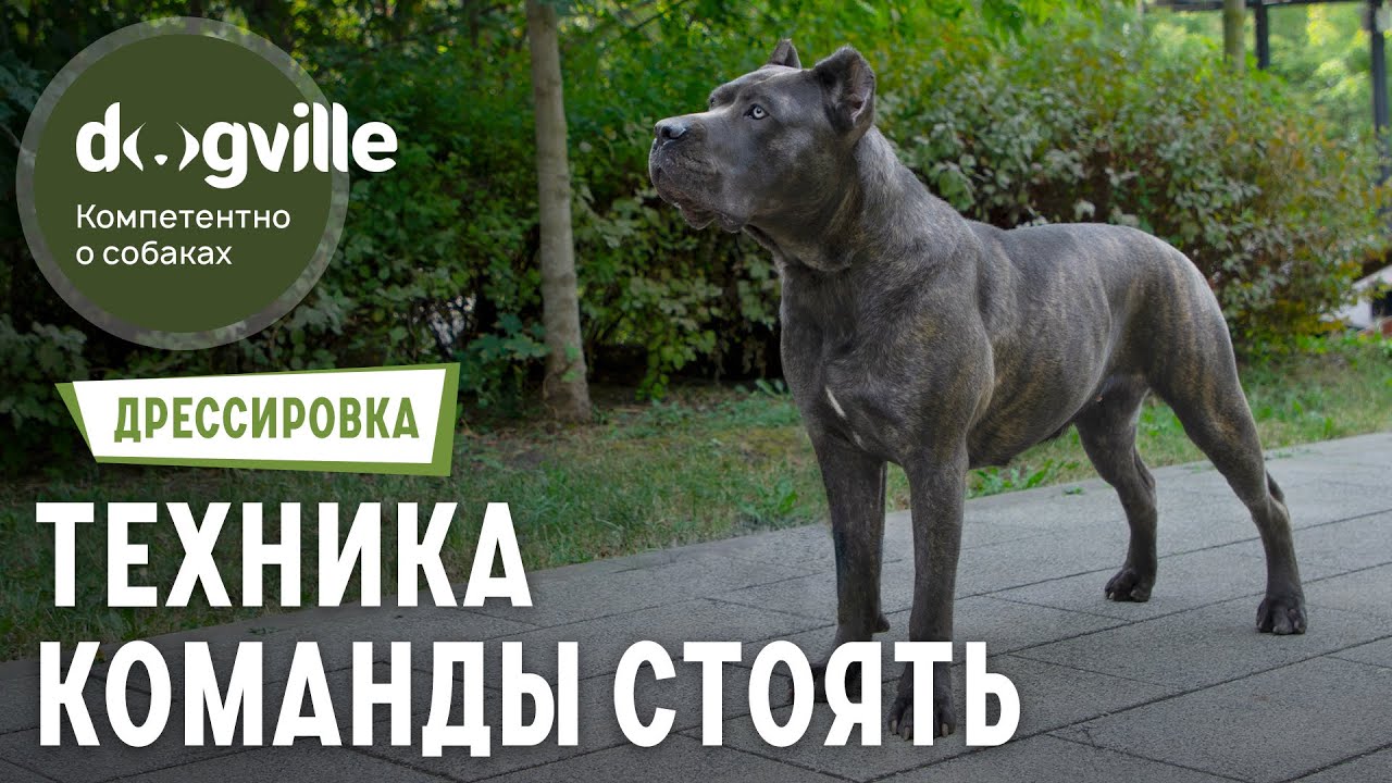 Команда стоять
