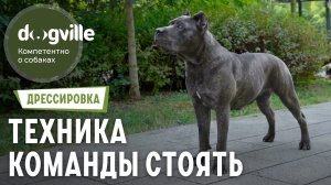 Команда «Стоять» — Техника выполнения