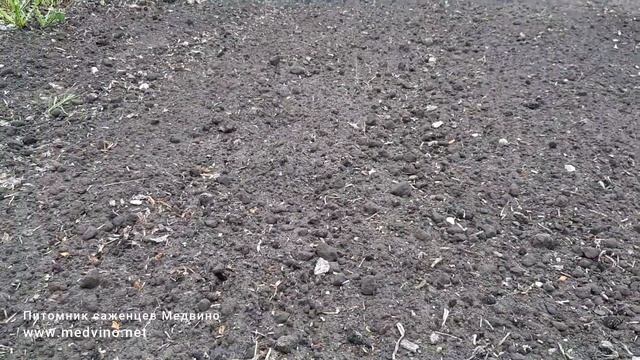 Как поддерживать порядок на грядках смотреть онлайн