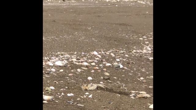 У берега моря нашествие крабов/invasion of crabs on the beach