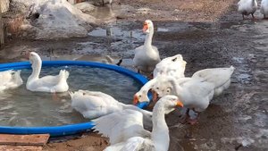 Гуси породы холмогорские