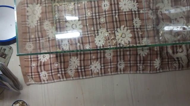 Как убираться у хомяков (сирийских) смотреть онлайн