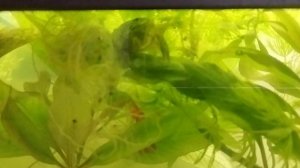 Показываю как выглядит очень старый мраморный рак