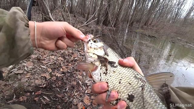 ПОДВОДНЫЙ ЛЕС...ВЫДАЁТ КРУПНЯК. В метре воды! Рыбалка на поплавок 2023 смотреть онлайн