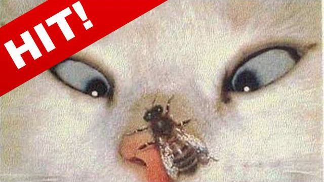 Кошки! "Улыбнись - 6" ТВ смотреть онлайн