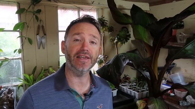 Anthurium Propagation Update Care Guide and Tips Flamingo Flower смотреть онлайн