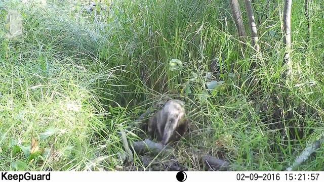 ID1465/Окский заповедник/Хищники/Пара енотовидных собак смотреть онлайн