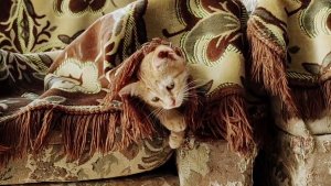 Котёнок спрятался под одеяло.