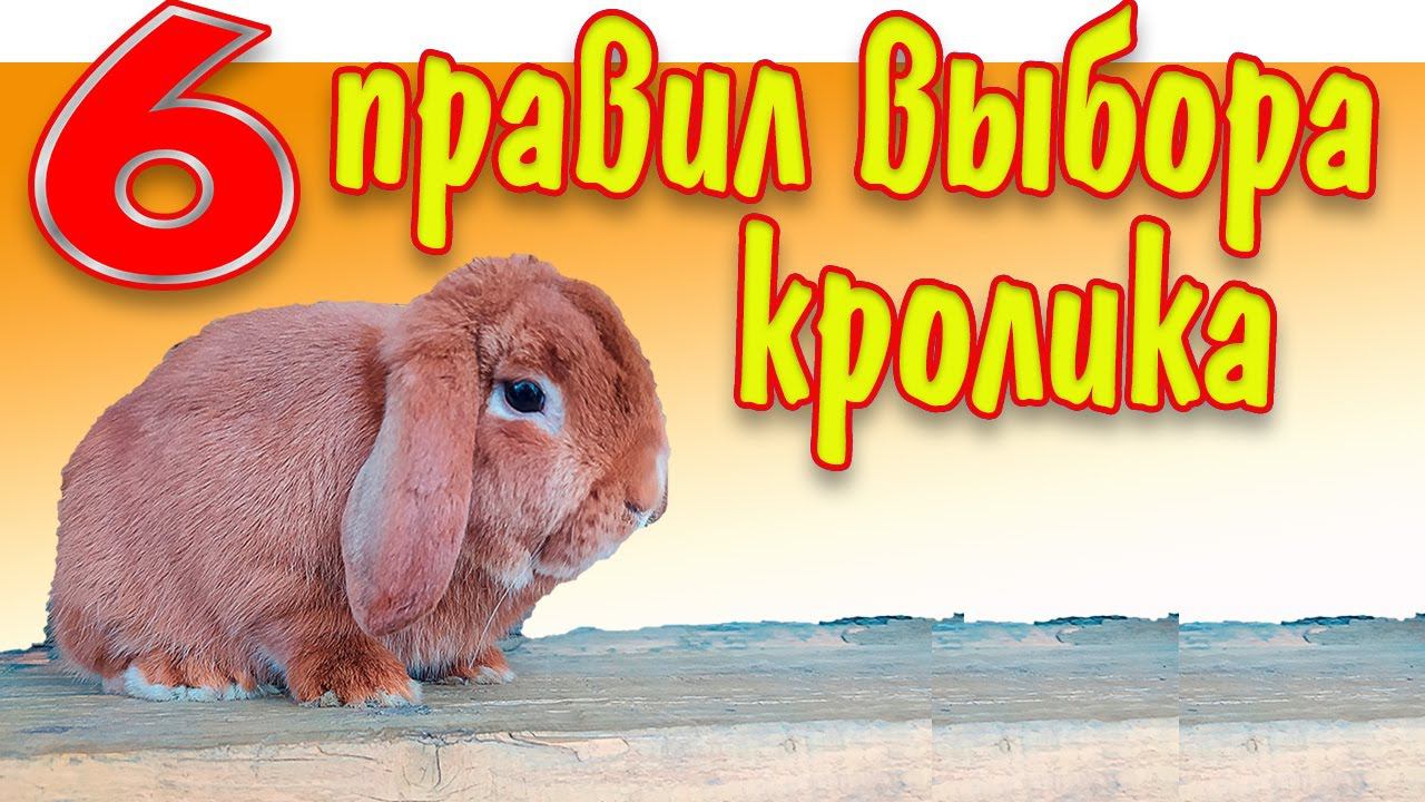 Декоративные кролики: выбираем правильно