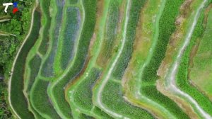 The Banaue Rice Terraces of Ifugao, Philippines (Drone View)