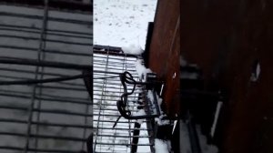 Живоловушка на куницу и д.р. зверя.