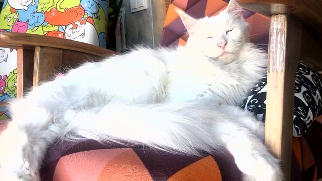 БЕЛЫЙ ШУМ. СОН И МЕДИТАЦИЯ. НЕЖНОЕ КОШАЧЬЕ МУРЛЫКАНЬЕ. смотреть онлайн