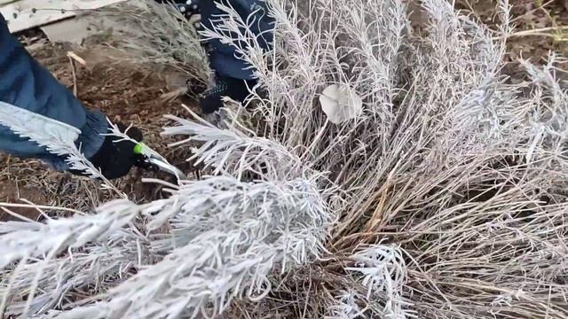 ЛАВАНДА.Правильная обрезка весной.