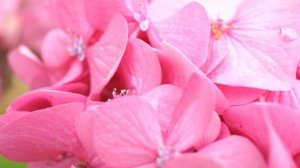 Гортензия Розовое чудо – это один из самых эффектных крупнолистных сортов