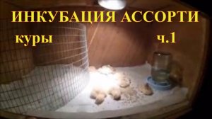 Инкубация вторая // Начало вывода // Разведение кур