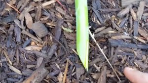 Iris Care After Flowering