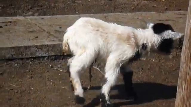 kleine Ziege im Hollywood & Safaripark Stukenbrock смотреть онлайн