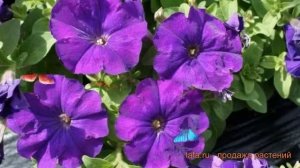 Петуния грандифлора Лимбо Джи Пи Мид Блю ? обзор: как сажать, семена петунии Лимбо Джи Пи Мид Блю