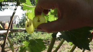 Джульетта - виноград на участке Пузенко Натальи Лариасовны