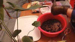 Антуриум. Как спасти цветок, если он заболел?