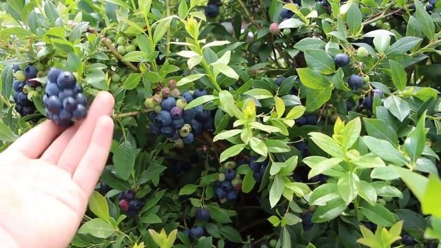 Гибриды голубики узколистной и голубики высокорослой