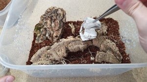 Всё о содержании Lychas mucronatus