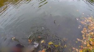 Судак на Северском Донце