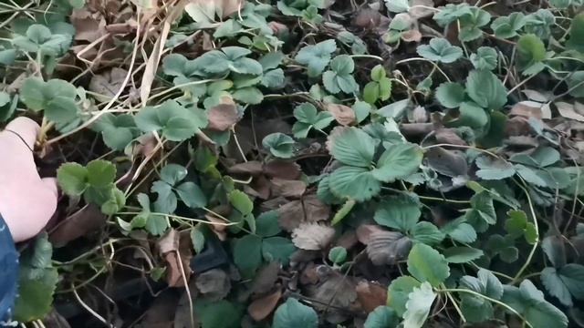 ВАЖНЫЙ МОМЕНТ, ПРИ ХРАНЕНИИ САЖЕНЦЕВ ЗИМОЙ! смотреть онлайн