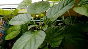 Что делать, если рассада перцев зацвела? What to do if seedling peppers bloomed?
