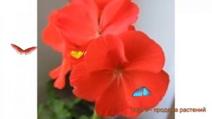 Пеларгония зональный Скарлет 🌿 пеларгония Скарлет обзор: как сажать семена пеларгонии Скарлет