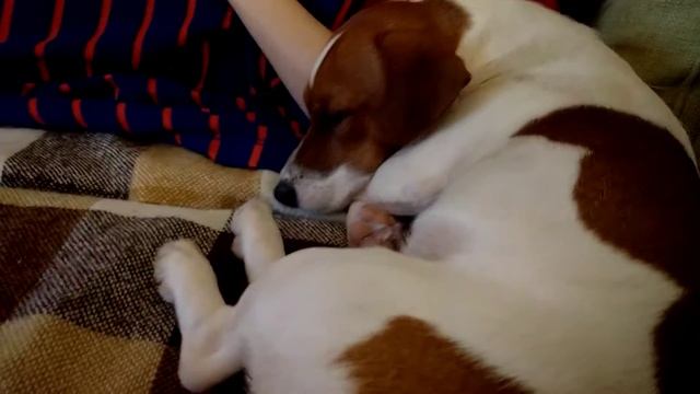 Бруник лает во сне смотреть онлайн